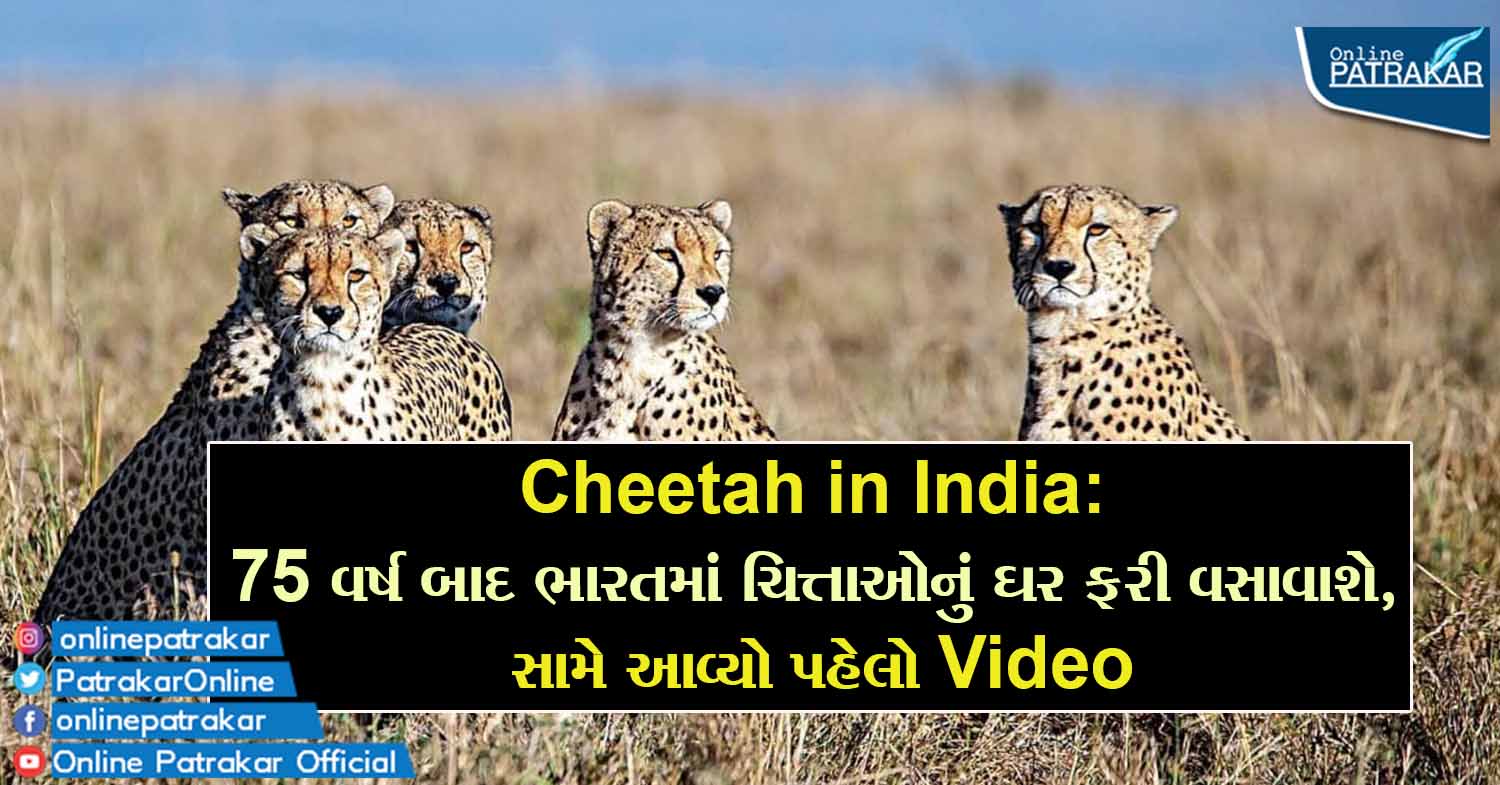 Cheetah in India: 75 વર્ષ બાદ ભારતમાં ચિત્તાઓનું ઘર ફરી વસાવાશે, સામે આવ્યો પહેલો Video